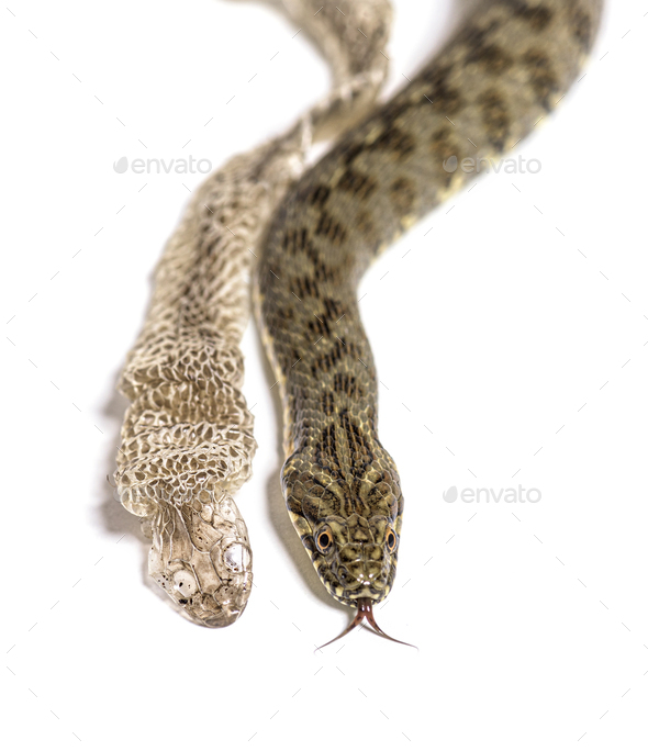 Viperine water snake, Natrix maura, Shedding Skin