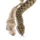 Viperine water snake, Natrix maura, Shedding Skin - PhotoDune Item for Sale