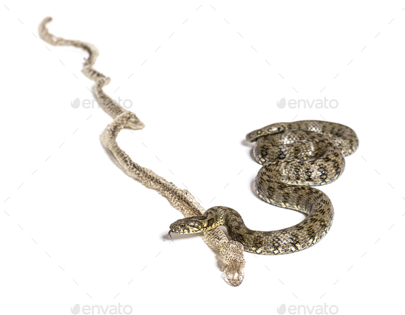 Viperine water snake, Natrix maura, Shedding Skin