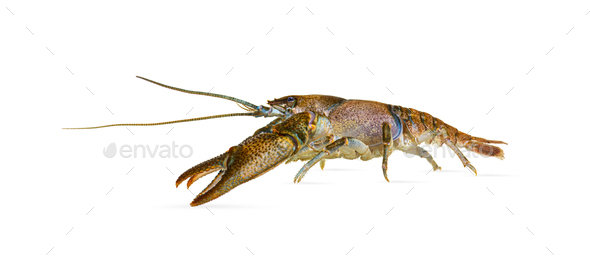 Side view of stone crayfish - Stock Photo - Images