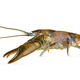 Side view of stone crayfish - PhotoDune Item for Sale