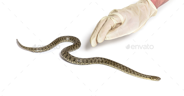 Gloved Human hand catching a viperine water snake - Stock Photo - Images