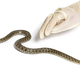 Gloved Human hand catching a viperine water snake - PhotoDune Item for Sale