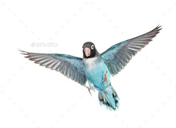 Black Cheecked Lovebird Wings Spread– Agapornis Nigrigenis – Blue ...