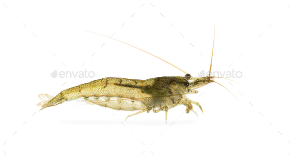 Atyaephyra desmaresti, Caridine, freshwater shrimp, isolated on white - Stock Photo - Images