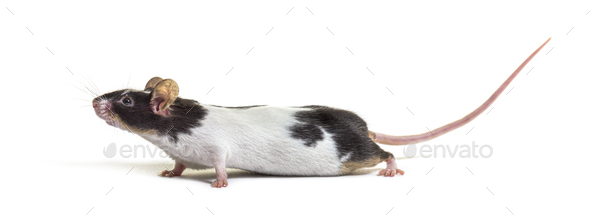Side view of a black and white mouse - Mus musculus domestica, isolated on white - Stock Photo - Images