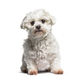 Maltese dog sitting and looking at the camera, against white background - PhotoDune Item for Sale