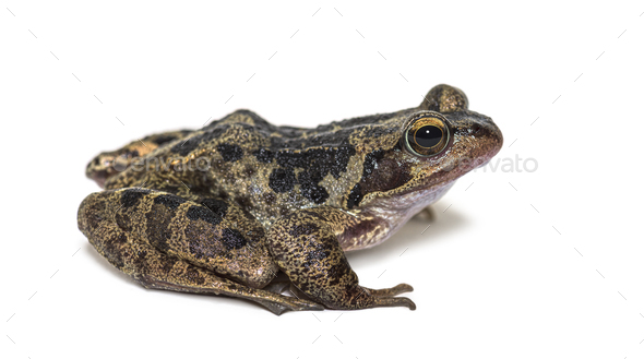 6,300+ Common Frog Rana Temporaria Stock Photos, Pictures & Royalty-Free  Images - iStock