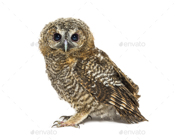 One month old Tawny Owl, Strix aluco, isolated - Stock Photo - Images