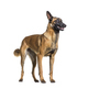 Malinois also know as Belgian shepherd dog, looking weird or surprise, isolated on white - PhotoDune Item for Sale