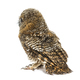 Rear view of a One month old Tawny Owl, Strix aluco, isolated - PhotoDune Item for Sale