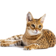 Savannah F1 cat lying down, Isolated on white - PhotoDune Item for Sale