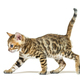 side view of a walking bengal cat kitten, six weeks old, isolate - PhotoDune Item for Sale