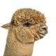 Profile head shot of a Medium fawn alpaca - Lama pacos, isoltaed - PhotoDune Item for Sale