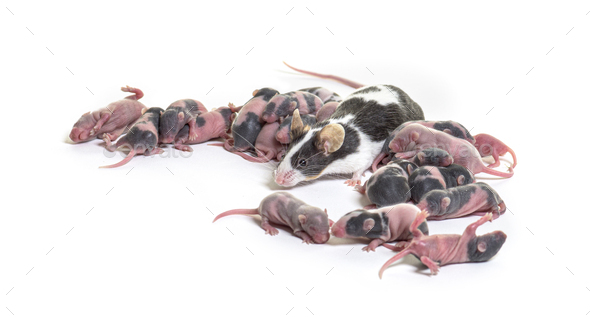 Nest of fancy mouse - Stock Photo - Images