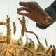 Businessman holding his hand above ear of wheat - PhotoDune Item for Sale