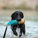 Labrador retriever coming out of the lake with a dummy in her mouth - PhotoDune Item for Sale