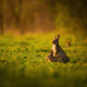 European rabbit - Oryctolagus cuniculus on a meadow - PhotoDune Item for Sale
