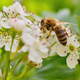 Close-up photo of a bee pollinating a white flower - PhotoDune Item for Sale