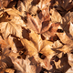 Pile of fallen leaves in the floor during autumn - PhotoDune Item for Sale