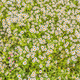 Top view of a camomile or ox-eye daisy meadow, daisies, top view,  background texture - PhotoDune Item for Sale