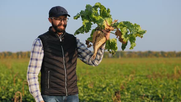 Farmer in the Field Holds a Large Ripe Sugar Beet, Thumbs Up alt
