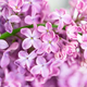 Spring blossom. Blooming lilac bush with tender tiny flower - PhotoDune Item for Sale