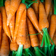 Homegrown fresh harvest of orange garden carrots. Ripe carrots - PhotoDune Item for Sale