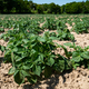 Green field of potato crops in a row - PhotoDune Item for Sale