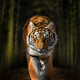 Siberian Tiger walking through dark forest - PhotoDune Item for Sale