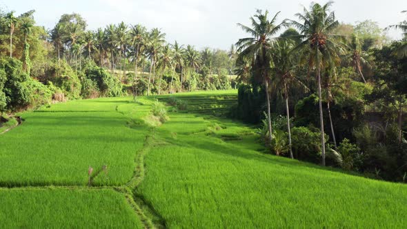 Looking down onto a rice terrace field