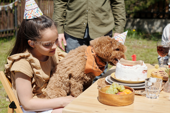 Cute pet dog held by little girl eating birthday cake with bone at party