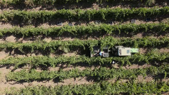 Countryside Farms, Vineyard Grapes, Aerial View of Grapes Harvest with Tractor alt