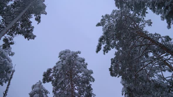 Pine Trees in the Snow