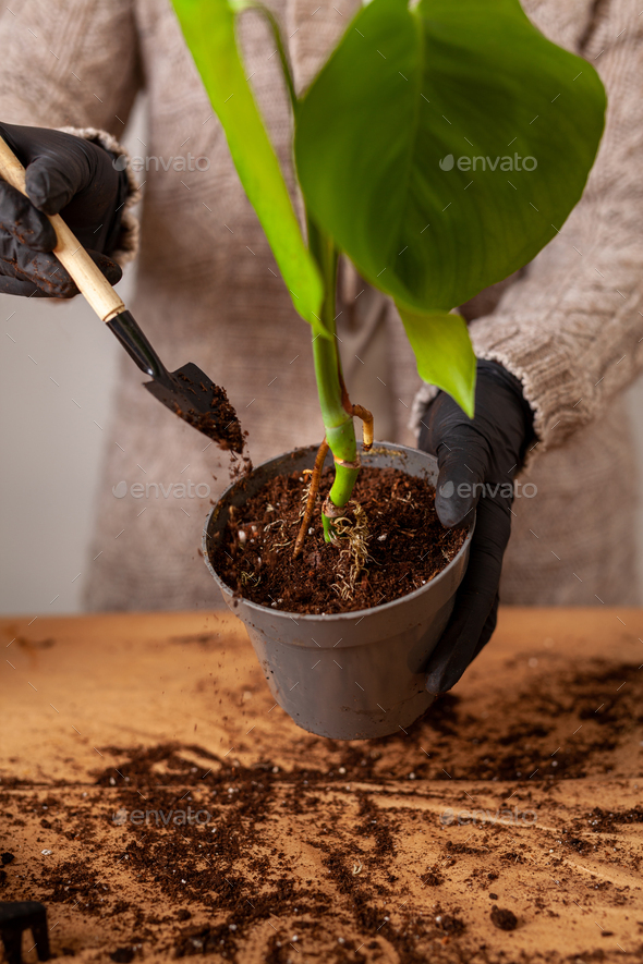 Transplanting a houseplant into a new flower pot. - Stock Photo - Images