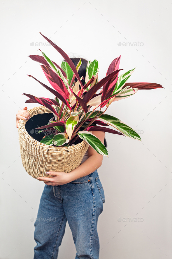 Girl holding Stromanthe tricolor pot plant against white wall background. - Stock Photo - Images