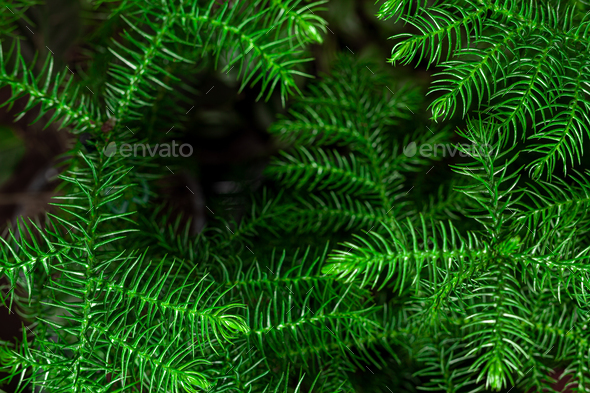 Fresh green Chilean Araucaria or Chilean Spruce plant background. - Stock Photo - Images