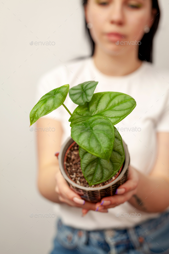 Exotic Alocasia Silver Dragon houseplant in dark textured pot. - Stock Photo - Images