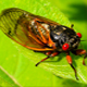 Cicada in the City