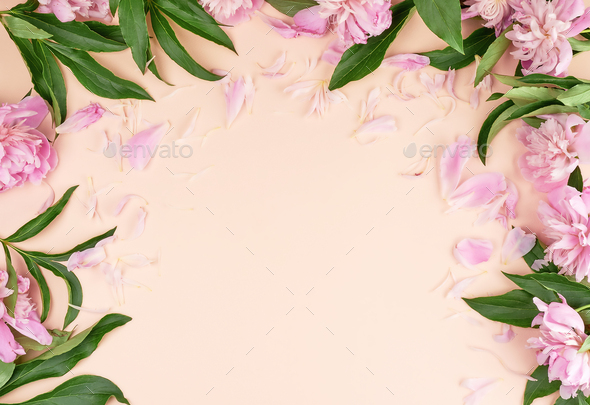 Blooming pink peony buds on a peach background