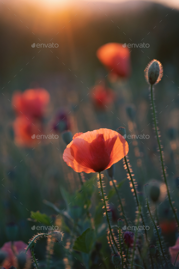 Beautiful field of red poppies in the sunset light. Stock Photo by erika8213