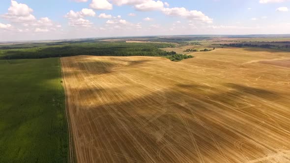 Flying Over a Beautiful Wheat Field