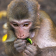 Monkey eating piece of cucumber - PhotoDune Item for Sale