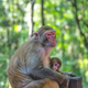 Monkey mother holding her baby - PhotoDune Item for Sale