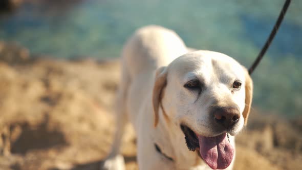 Portrait of Curios White Labrador Looking at Camera and Looking Around Standing in Sunrays Outdoors alt