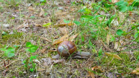 The snail crawls on the ground alt