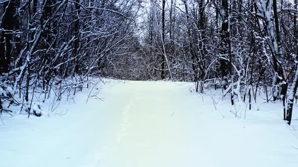 Walking in the First Person Through a Winter Forest in Frosty Weather  Steadicam Shot alt