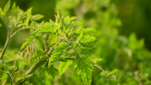 The Green Tops of a Tomato Sway in the Wind