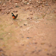 Butterfly sucking water on ground after rare rains - PhotoDune Item for Sale