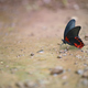 Butterfly sucking water on ground after rare rains - PhotoDune Item for Sale